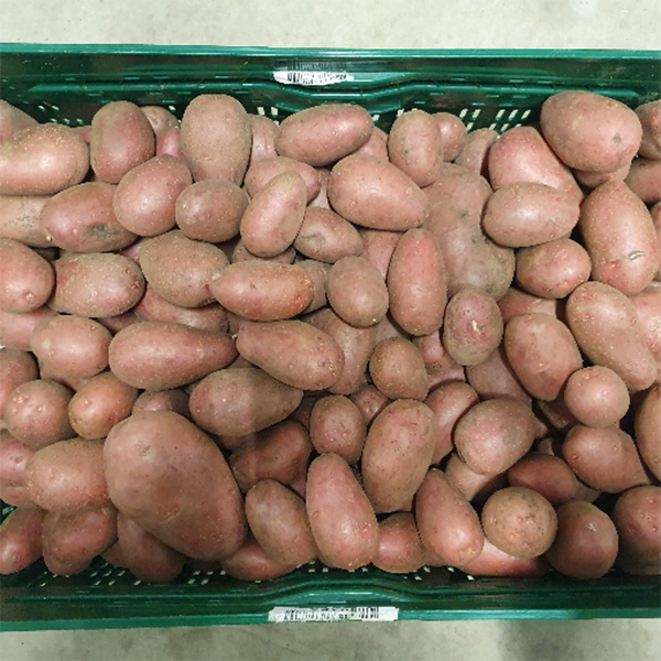 Bio vastkokende aardappelen